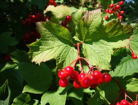Schneeball (Viburnum)