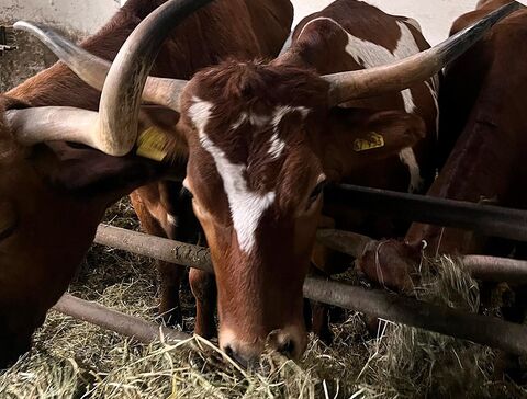 nein, unsere Hörner sind nicht im Weg!