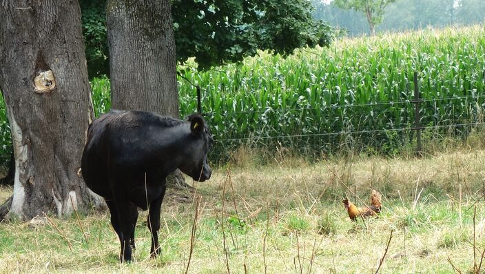 Hilfe, ein Huhn verfolgt mich!
