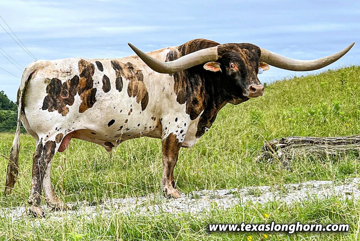 DROP BOX is 92" T2T and weighs over a ton. He will provide both beef gain, brindle color and heavy duty horn.
