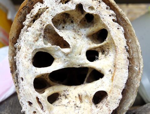 Hornzapfen mit Stirnhöhlen und Hornschuh