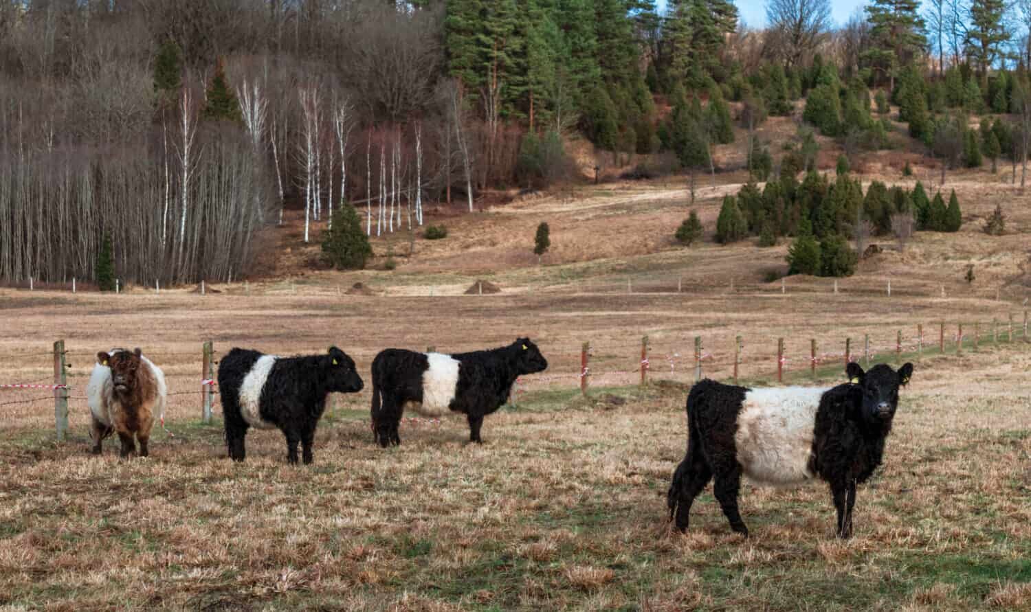 Belted Galloway cows aren’t the most expensive but they adapt well to their surroundings.