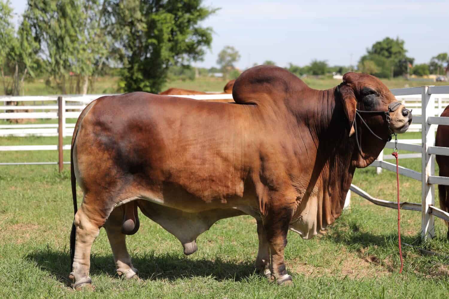 Brahman cows hail from India and they are great for beef production and breeding.