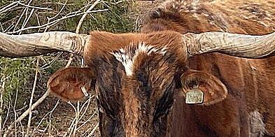 Deep, brutal horn rings near the head most likely are not a result of freezing, unless the horns start to droop. This trait is found on older cows who have retained a placenta or had some sickness or fever.