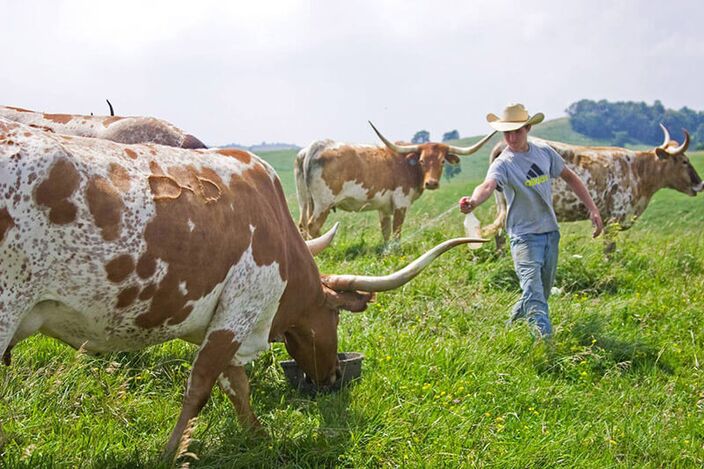 One bull can breed more cows if he is fed grain daily. To keep friends out of his feed a water squirt bottle will quietly keep the cows from sharing. Some are persistent, so take a full bottle. A harmless squirt in the face makes a peaceful meal time. One bull can breed more cows if he is fed grain daily. To keep friends out of his feed a water squirt bottle will quietly keep the cows from sharing. Some are persistent, so take a full bottle. A harmless squirt in the face makes a peaceful meal time.