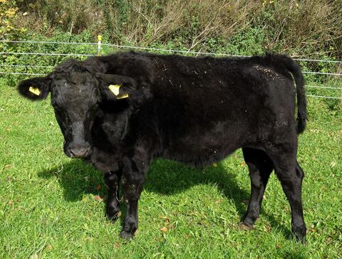 unsere Chefkuh sucht nach Portraits; mich findet sie im Arbeitsgewand auf der Weide