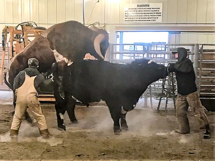 Cut'n Dried collecting for sexed semen at Hawkeye Breeders Service.