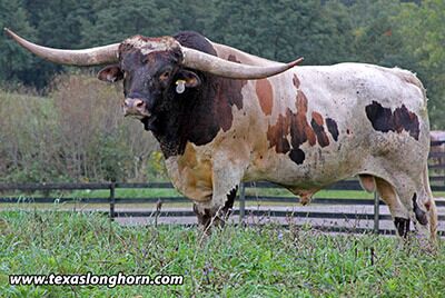 Reckon So $50. He sires the tallest calves of any bull used at DCC for years. He is a Winchester Futurity winner, weighs over a ton and measures 86.5" T2T.