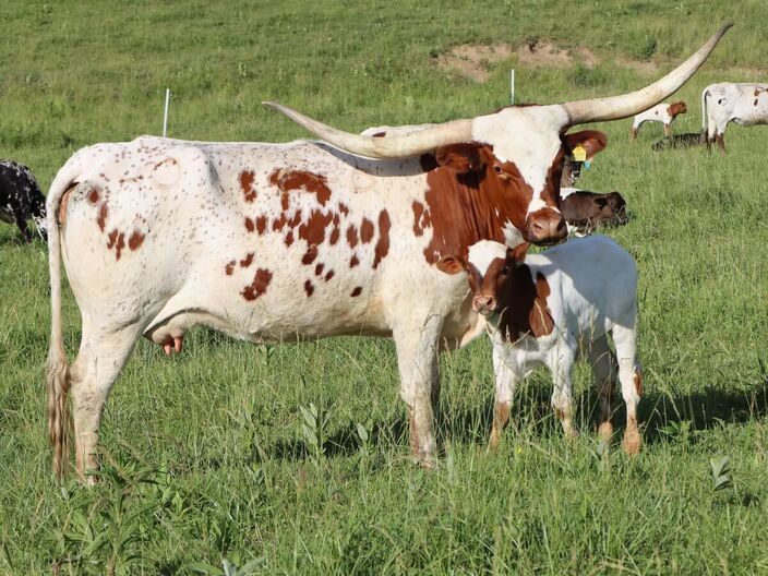 This is Clearly Over today with her Cut'n Dried AI calf. It is the third calf she has enjoyed raising.