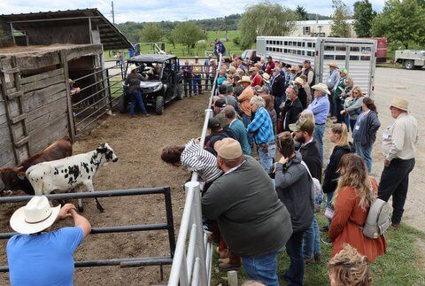 One of the best received demonstrations was dividing the bull calves into possible herd sires, exhibition steers, feeder steers and recreation steers. Fine points of factors making these decisions correctly.