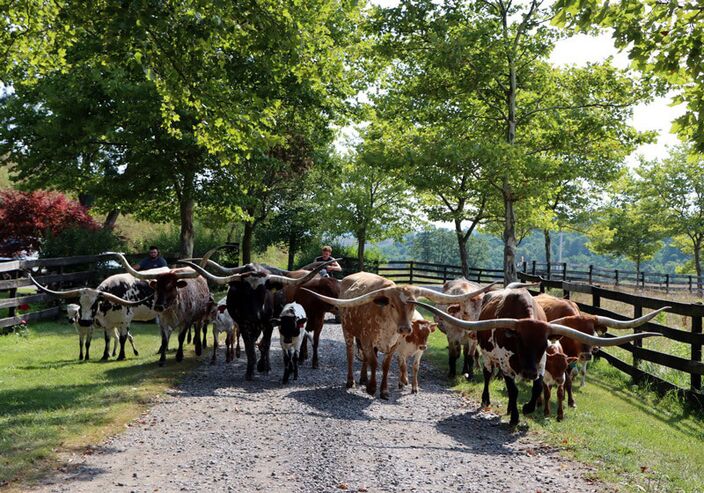 Be first in line to pick up the brand-new Texas Longhorn Celebrity Calendar 2025 edition.