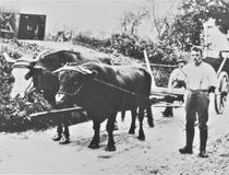 Rotviehbulle - Bild im Landwirtschaftsmuseum Hilchenbach-Hadem