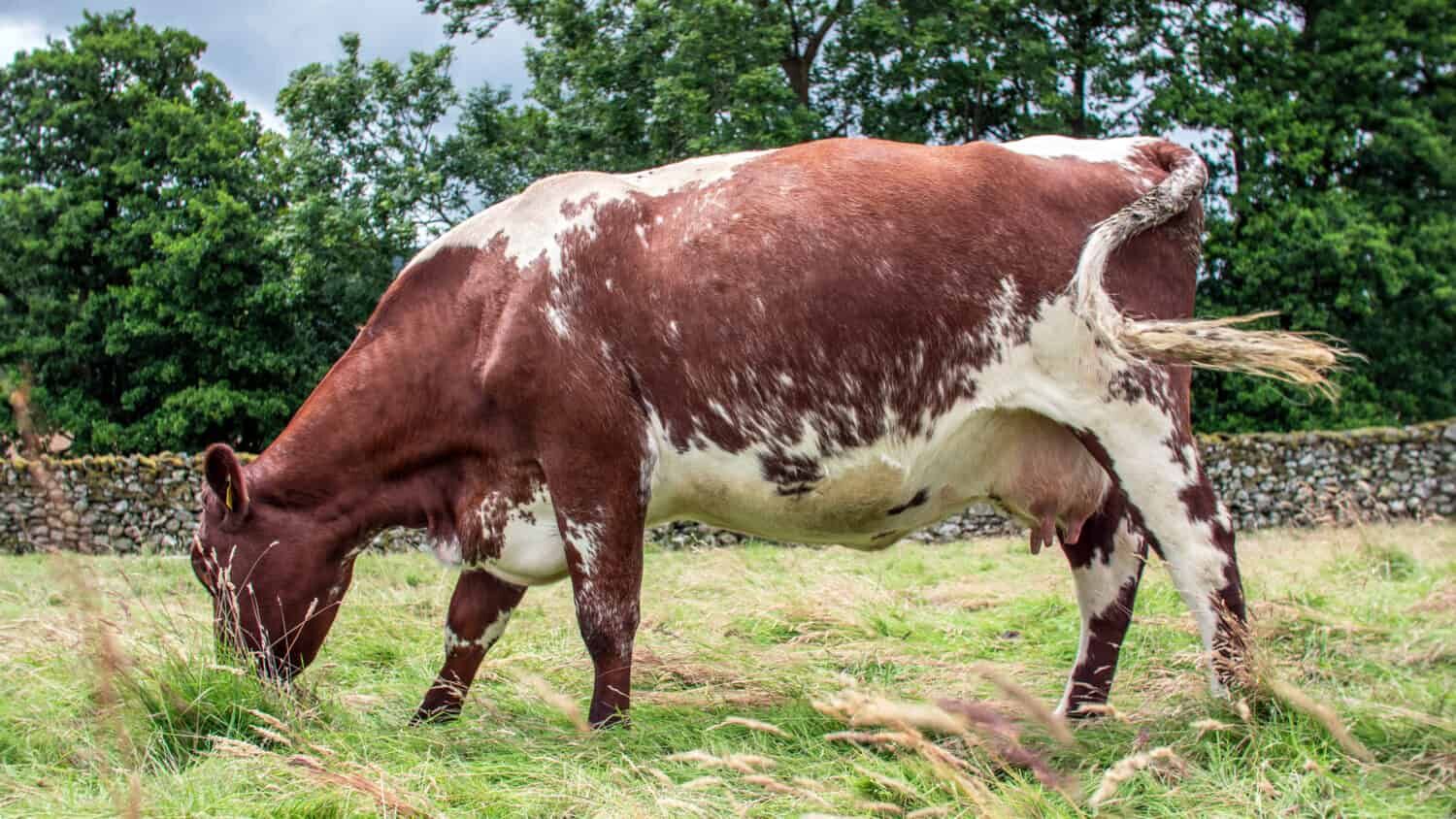 Shorthorn cows are great breeders that can do farmers well long-term.