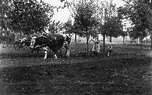 Onkel Rudi beim Pflügen Onkel Rudi beim Pflügen