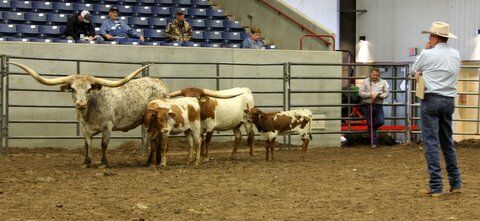 Judge John Oliver of Texas selected as All Age Grand Champion Non Halter cow the DCC entry Iron On by Drag iron.