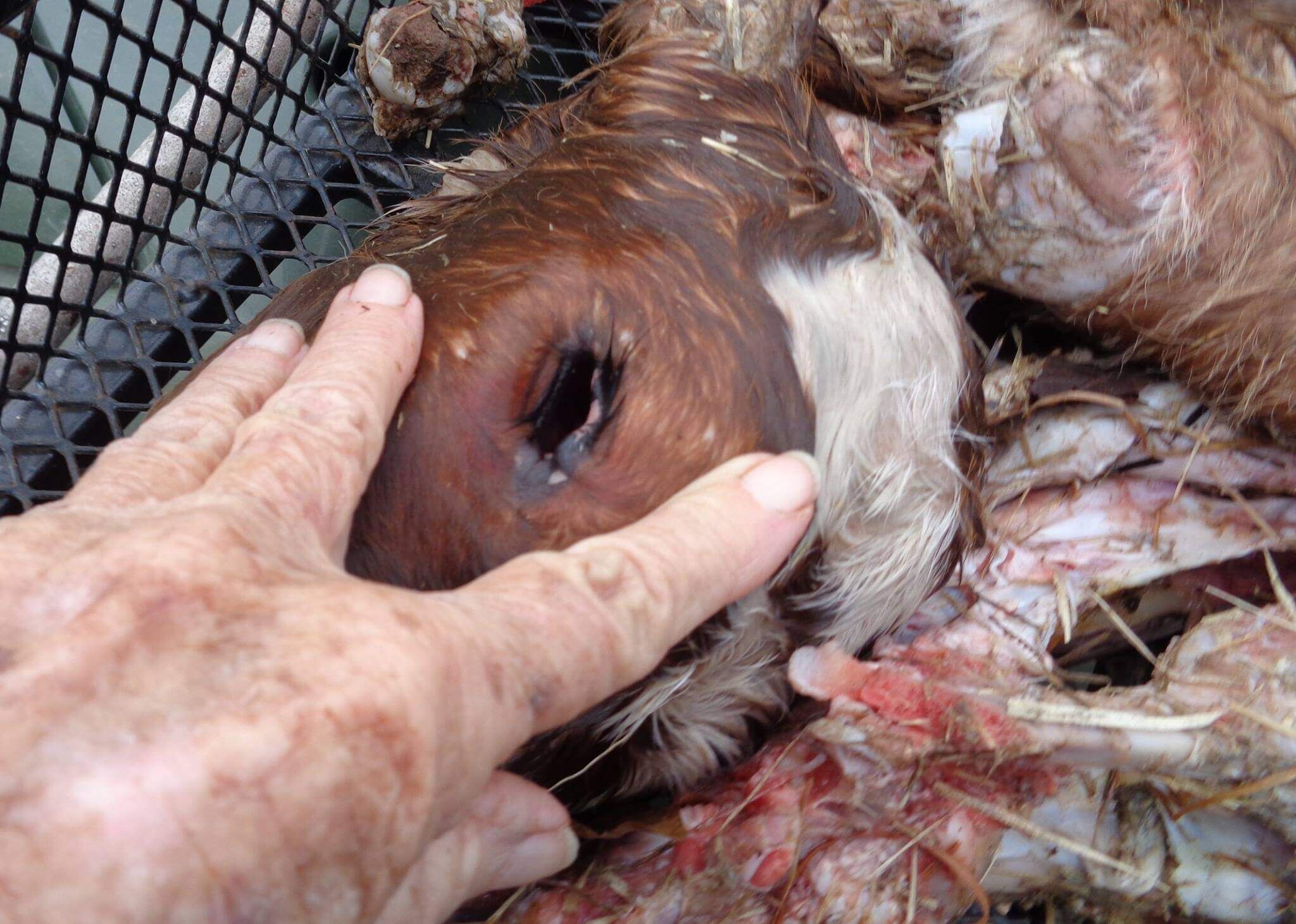 Black Vultures are cunning, ruthless predators. They will locate a cow that is calving and peck the calf's eyes out before it is completely born. As the cow is working to give birth, the Vultures take advantage of her inability to fight them.