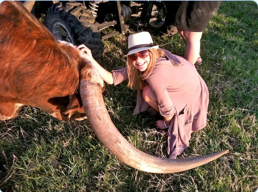 One of the favorite ways of connecting with gentle Texas Longhorns is the famous pole scratch.  It is fun, hands on, but not always the best. The potential of a head-swing could slap that smile off her face quick