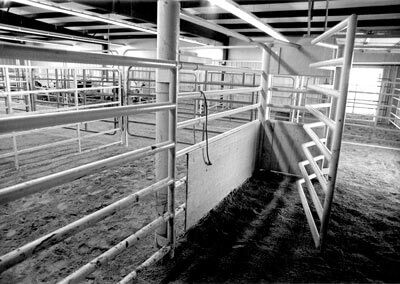 In 1979 Dickinson Cattle Co designed the first side squeeze just for wide horns. This side squeeze was the first design for many imitations that came later. Over 1000 embryo calves were conceived in this chute totally free of vertical parallels.