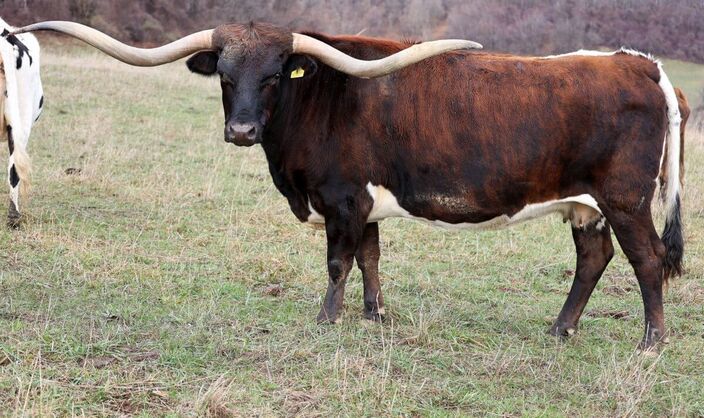 Jamaka Rose still shows the very dark chocolate brindle and has produced a number of other calves for Trista. She is pregnant now with another Drop Box calf.