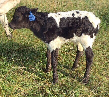 On July 13, 2018 this little bull calf was born weighing 67 lbs. He was all there, a tiny head, trim neck, long legs and a pretty color. Yet, the pasture was full of equally well bred, pretty colored similar calves.