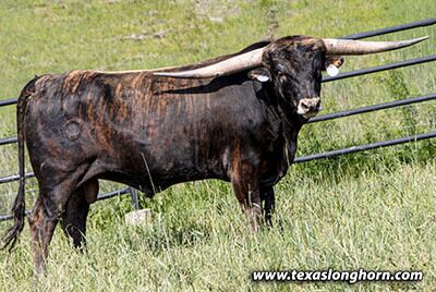 A solid colored bull is ideal to breed to white cows to reduce white patterns.