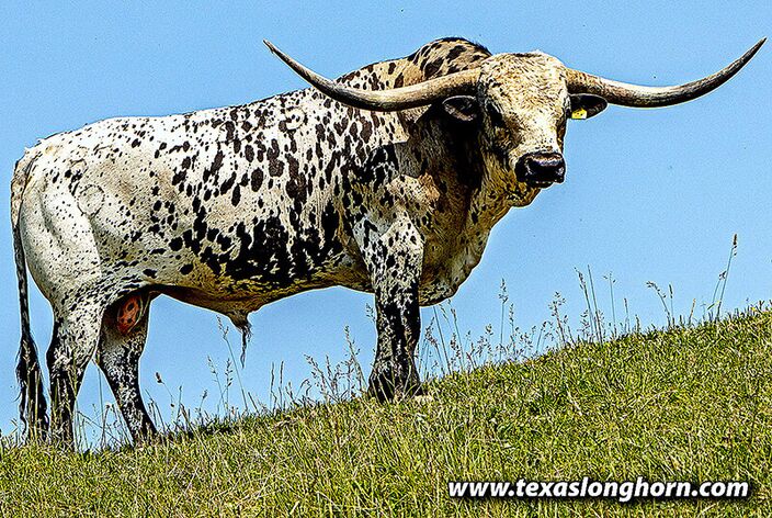 An untraditional Texas Longhorn bull. New and improved--valuable. An untraditional Texas Longhorn bull. New and improved--valuable.