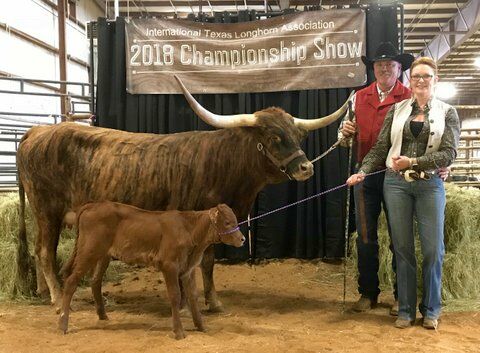The new ITLA elected president is Larry P Smith. Larry and Heatherly showed Tibina, by Tibbs, to Jr Female Halter Champion.