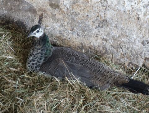 erst ein halbes Jahr alt aber schon am Umfärben