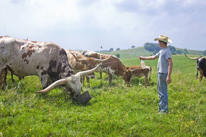 Tempter and Marshall Dickinson, breakfast in the pasture. Tempter and Marshall Dickinson, breakfast in the pasture.