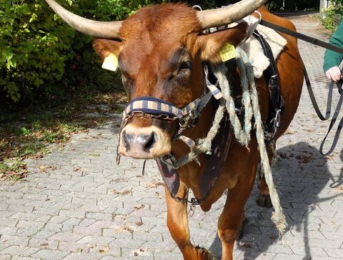 Fahren von hinten...