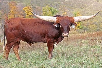 Clear Point, a registered Texas Longhorn bull won 6 of 6 World Championship Bronze during the Horn Showcase in Fort Worth and the Longhorn Expo in Oklahoma City. He is owned by Dickinson Cattle Co of Barnesville, Ohio.