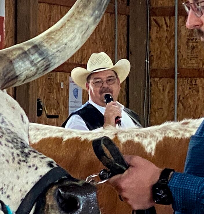 Listen close to ITLA approved judges for detailed anatomy reasons for class placings. Some of the best and most neutral wisdom is right at your Texas Longhorn shows.