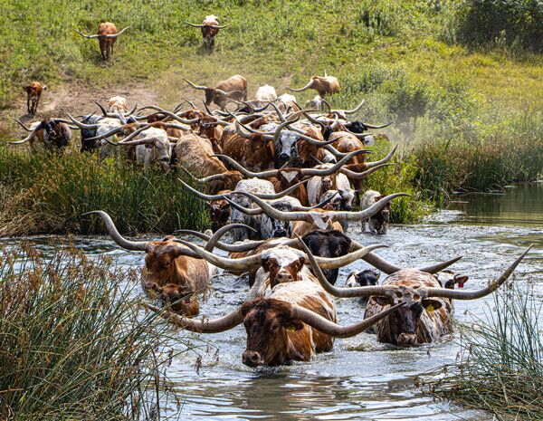 Be first in line to pick up the brand-new Texas Longhorn Celebrity Calendar 2026 edition.