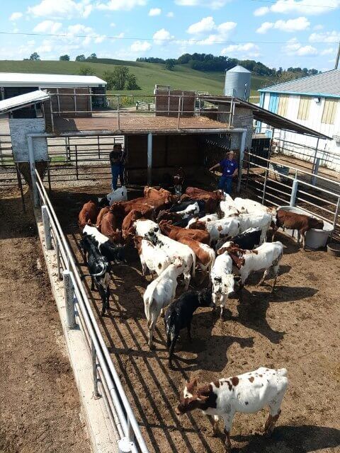 Sale cattle were sorted by feeder steers, weaned heifers and herd sire bull prospects. Each was priced. Buyers made their selections with purchases going to 11 states.