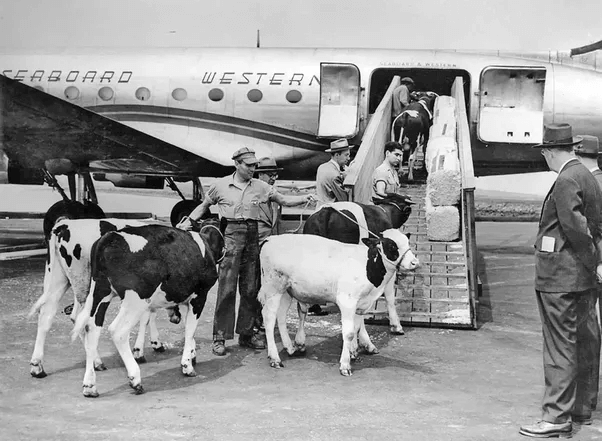 After WWII, there were thousands of surplus military aircraft, including medium and heavy transports that made flying cattle a profitable enterprise.