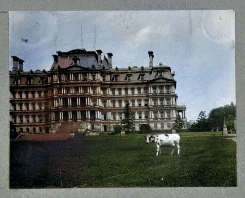 President Taft's cow, Pauline Wayne, grazing on the lawn of the State, War, and Navy Building, now called the Eisenhower Executive Office Building. (Photo: Library of Congress)