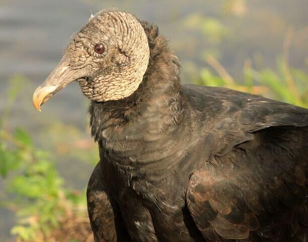 Black Vultures have a gray dark head; regular Turkey Buzzards have a red head.