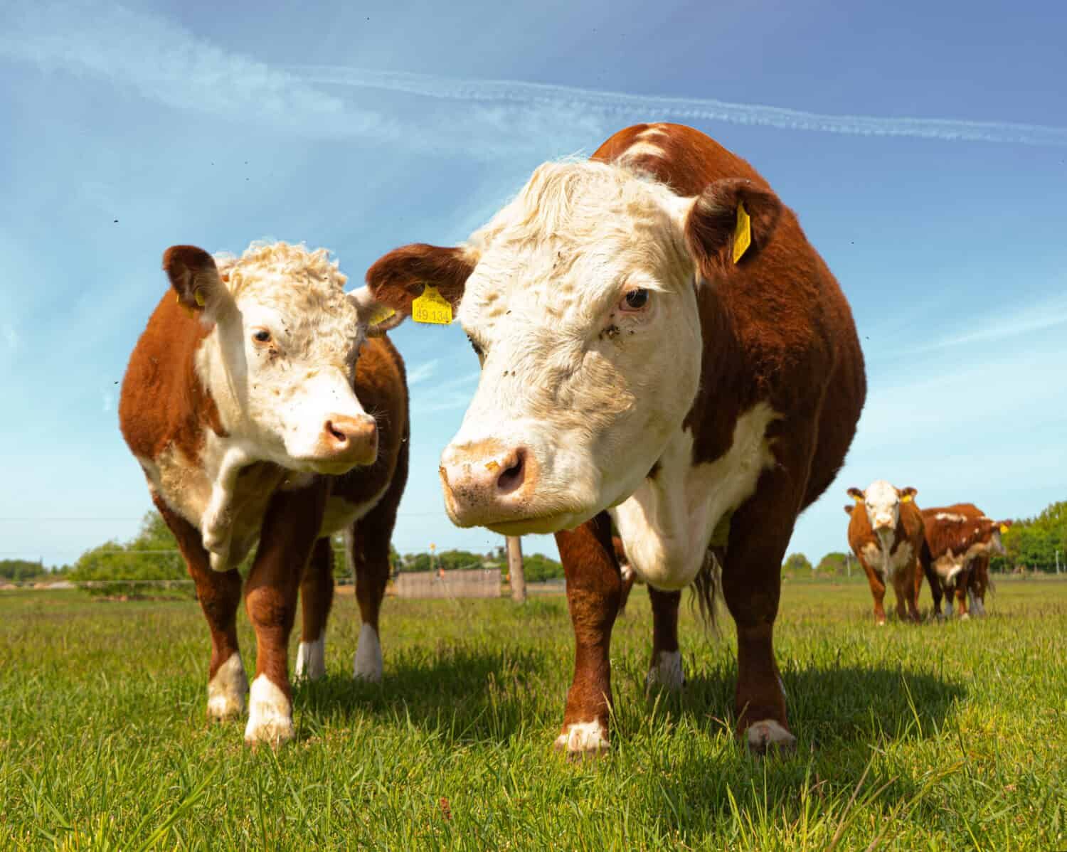 Hereford Cows provide high-quality beef.