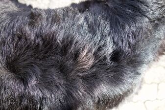 der Beweis: die ersten grauen Haare der Beweis: die ersten grauen Haare