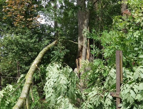 Alte Esche vom Sturm gefällt, diesmal knapp neben den Zaunpfosten gelegt