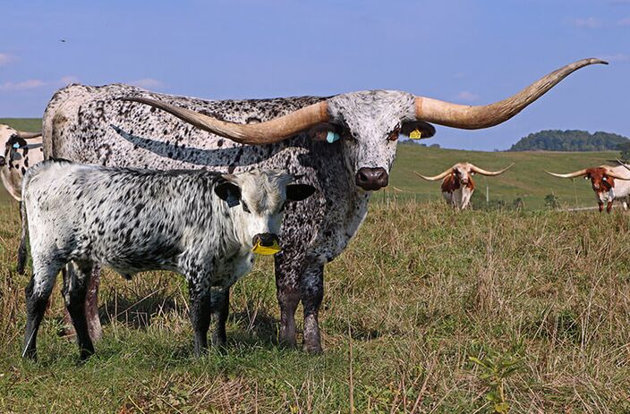 Galore Gala by Flair Galore has won the Horn Showcase numerous times. See her data in the over 100" female section of Arrowheadcattleco site. Again she bands the Sidebar back to Shadowizm and Winchester. Galore Gala by Flair Galore has won the Horn Showcase numerous times. See her data in the over 100" female section of Arrowheadcattleco site. Again she bands the Sidebar back to Shadowizm and Winchester.
