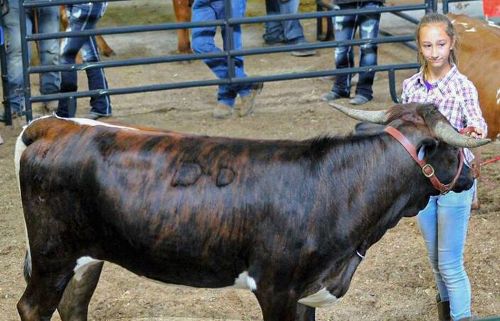 Trista Dickinson Brumley showing her heifer Jamaka Rose at the Ohio show.