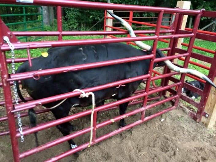 This is a BRY CHUTE designed and manufactured by DCC Equipment. All of the above mentioned design flaws have been eliminated in the BRY. It is the safest for cattle and people and also the most economical of all the chutes pictured, except the wooden one.