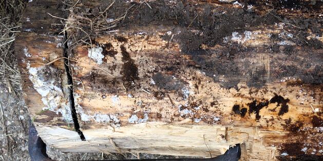 australische Art der Befestigung eines Stammes zum Holzrücken