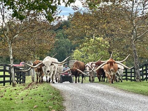 As people were arriving, the over 100" T2T DCC steers were driven up the drive way to a holding pasture for guests to hand feed during the CAD.