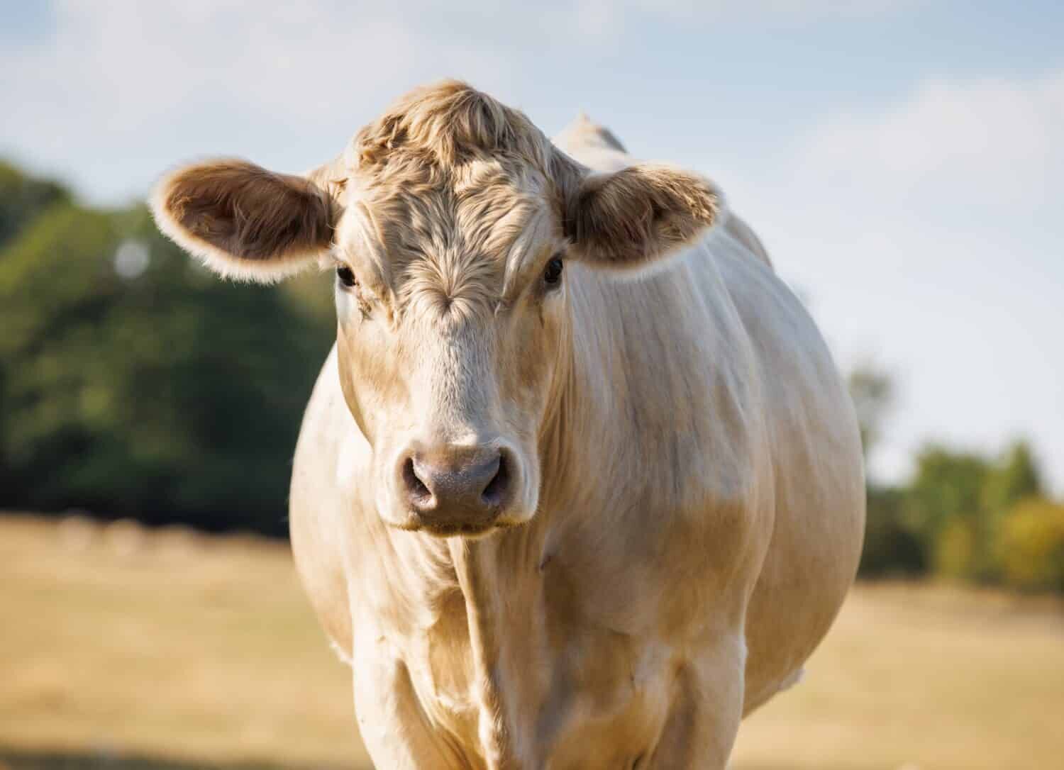 Charolais cows provide high-quality beef and they have a unique appearance.
