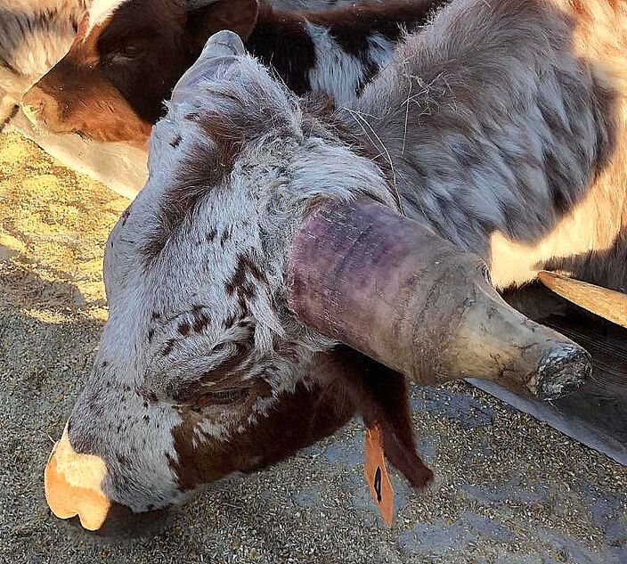 When this critter froze a horn, the inner horn sealed itself off, the outer shell came off, and this new odd growth grew out.