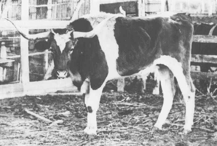 The first Bevo was crowned in 1916. Most would agree he was a traditional Texas Longhorn. He would even charge the fence at his admirers. The first Bevo was crowned in 1916. Most would agree he was a traditional Texas Longhorn. He would even charge the fence at his admirers.