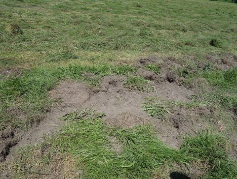 Wildschweinspuren
