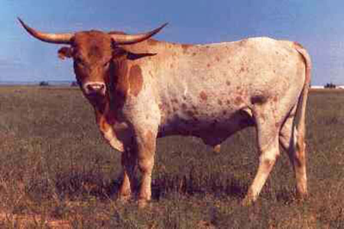 Texas Ranger was the elite of the Phillips genetics. It is believed he is in over 90% of modern Texas Longhorn pedigrees. Some prominent sires trace back to him 70 to 110 times.
